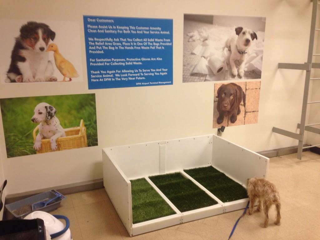 Reader’s report Airside pet relief area at Dallas Fort Worth