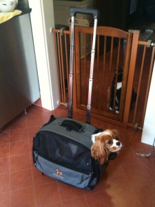 dog bag for airplane
