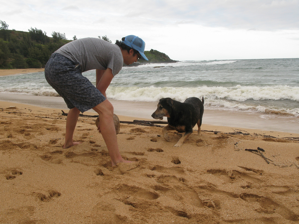 taking-a-dog-in-cabin-to-hawaii-dog-jaunt